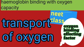 transport of oxygen in human blood neet [upl. by Sido]