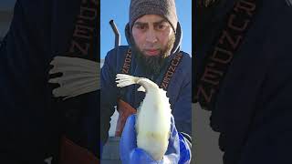 CAUGHT A LUMPFISH IN A LOBSTER TRAP OFF THE COAST OF MAINE [upl. by Anilesor]