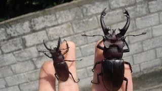 Lucanus formosanus  Stag Beetle  Hirschkäfer [upl. by Mulford]