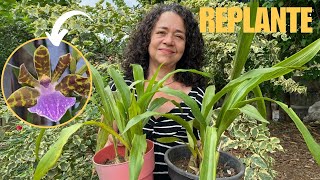 Como replantar orquídea zygopetalum e dicas de cultivo [upl. by Dedrick]