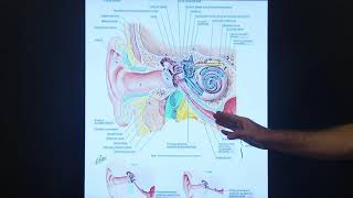 Eustachian Tube Dysfunction [upl. by Afesoj]