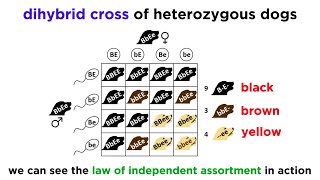 Beyond Mendelian Genetics Complex Patterns of Inheritance [upl. by Mann]