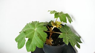 Introducing My New Tetrapanax Papyrifer With Time Lapse [upl. by Areip]