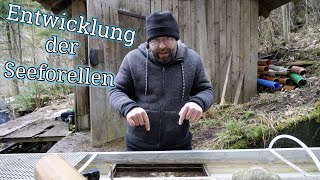 Dokumentation der Seeforellen und ihrer Entwicklung  Dottersack Brut [upl. by Illah955]