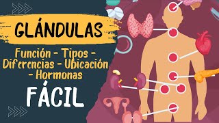 🧠​ GLANDULAS ENDOCRINAS Fácil Explicación Cuales son Que son Hipotalamo e Hipófisis [upl. by Alahc265]