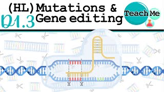 D13  Mutations amp Gene Editing  IB Biology  HL [upl. by Greenquist]