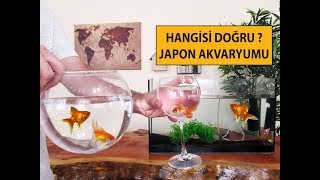 Japon Balığı Akvaryumu Nasıl Olmalı [upl. by Socher]