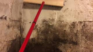 How To Kill Mold In Your Basement With Borax And Warm Water [upl. by Alexandre639]