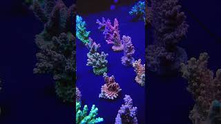 Arrivage du 11102024 aquarium reef coral coralreef [upl. by Ahtnama]