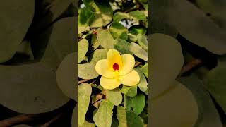 Bauhinia Acuminata  flower morning nature naturephotography music song ayemerehumsafar [upl. by Esalb]