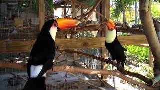 Socializing Toco Toucans  Second Meeting [upl. by Lewendal]