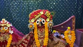 Nilachal Vedic Village jagannath balaram and subhadra Maiya ki jay [upl. by Hameean]