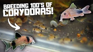 Breeding HUNDREDS of Corydoras in the Fish Room [upl. by Nnalorac]