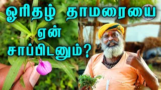 ஓரிதழ் தாமரையை ஆண் பெண் எதற்காக சாப்பிட வேண்டும்  orithal thamarai benefits tamil  Tamil nalam [upl. by Aimerej345]