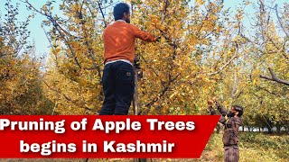 Pruning of Apple Trees begins in Kashmir  Why Pruning is important for trees [upl. by Bibbie]