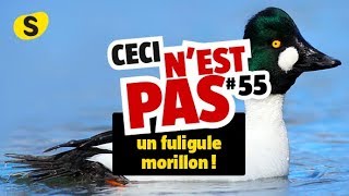 Ceci nest pas un fuligule morillon 55 [upl. by Victoria]