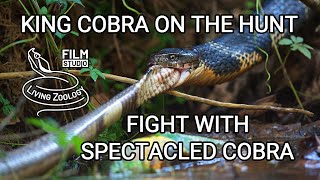 Deadly venomous King cobra on the hunt vs Spectacled cobra and Malabar pit viper Indian snakes [upl. by Henig]