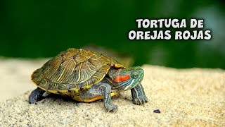 TORTUGA DE OREJAS ROJAS  Cuidados y Alimentación AcuaTerrarias  AcuariosLP [upl. by Ursa]