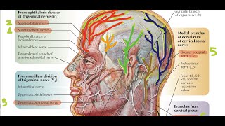 Sensory Nerve Supply of the Scalp  Head and Neck Anatomy [upl. by Oznerol]