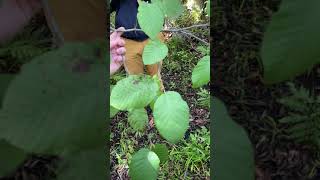 Alnus incana Betulaceae speckled alder [upl. by Kantos]