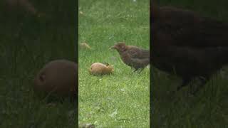 Blackbird Juveniles Love The Fallen Pears From Our Tree shorts nature wildlife birds [upl. by Anaitsirk]