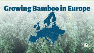 Growing Bamboo in Europe [upl. by Nedry818]