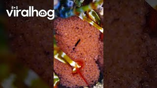 Peacock Mantis Shrimp Holds Eggs  ViralHog [upl. by Ettegirb191]