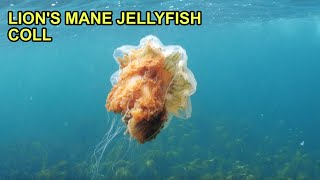 Lions Mane Jellyfish in Scotland [upl. by Shalne]