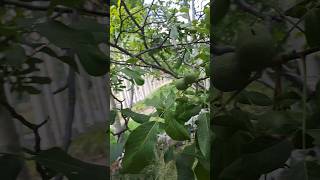 Walnut tree farming hervesting travel short video [upl. by Pontias]