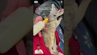 Humanity Still alive kangaroo rescue kangaroo child yogawithphysio6589 [upl. by Anelim]