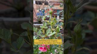 Best Bio Pesticide For Rose PlantsHow to Use Kakashortsviralgardeningkakaorganicyoutubeshorts [upl. by Tips]