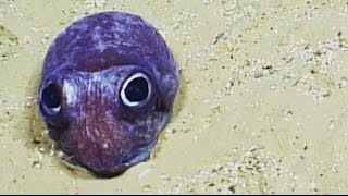 Cute Bobtail Squid  Nautilus Live [upl. by Allyn]