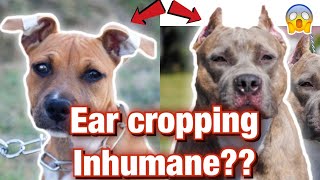 Are there Benefits to Ear Cropping Inhumane or not [upl. by Nelly]