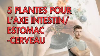 5 PLANTES pour laxe ESTOMACINTESTIN CERVEAU [upl. by Auqinal]