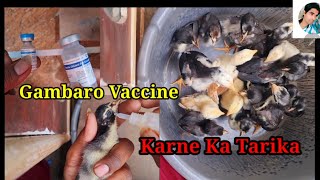 Gambaro Vaccine Karne Ka Tarika [upl. by Korrie]