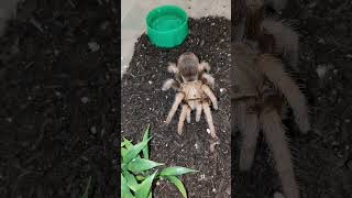 Aphonopelma Michiocan SP Black Femur tarantula animalfacts animals arachnid brianbarczyk ts [upl. by Hazen960]