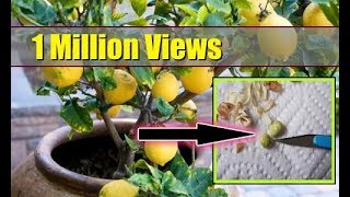 How to Grow Lemon Tree from Seed Indoors ► FAST GERMINATION ► [upl. by Yrtua]