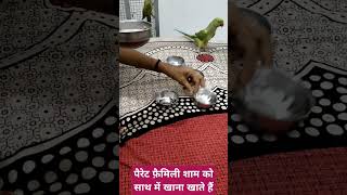 पैरेट फैमिली रोज शाम को साथ में खाना खाते हैं petbird parrotsinging talkingbird subscribe [upl. by Fishback628]