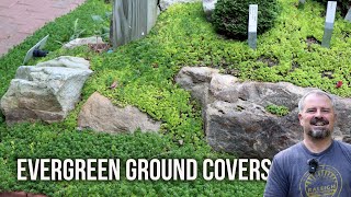 10 Tough Evergreen Ground Covers for Your Garden [upl. by Beauregard]