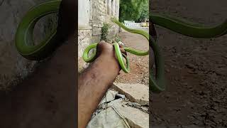 greenvinesnake nonvenomous nature video snake madurai tamil trending reels shorts save [upl. by Dawkins783]