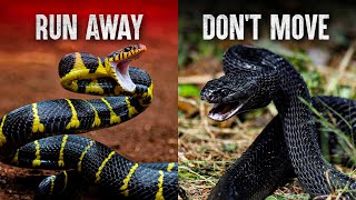 The Deadliest Snake Attacks [upl. by Atilahs]