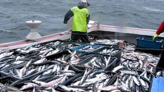 mackerel fishing near Port Hood aboarditsnowornevertunacharters [upl. by Einahpit]