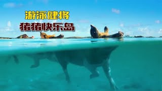 巴哈马猪岛：一座被猪占领的小岛，小日子过得比人还要好 [upl. by Amlas771]