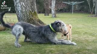 Irish Wolfhound Arthur und Shiba Inu Mila [upl. by Siravaj777]