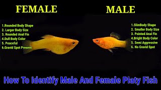 6 Way To Identify Male And Female Platy Fish [upl. by Selia291]