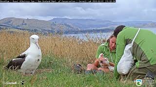 Its Time To Check The Weight Of The Royal Albatross Chick  DOC  Cornell Lab [upl. by Miner]