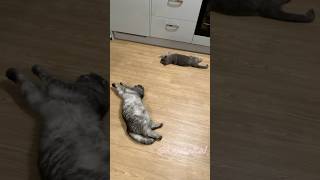 Cat Vlog  I am so tired🥱  2 Cats Version  catsofyoutube [upl. by Nsaj]