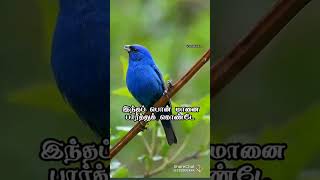 poove poochudava soga song subscribe our channel please 🙏 [upl. by Ssecnirp]