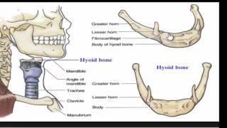 Larynx Model  Respiratory System [upl. by Cleary766]