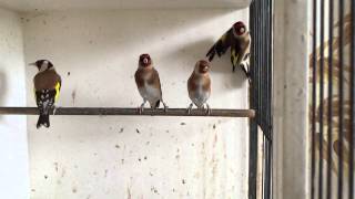 Cinnamon Goldfinches in Slow Motion  Finch Society of Australia [upl. by Stavros]